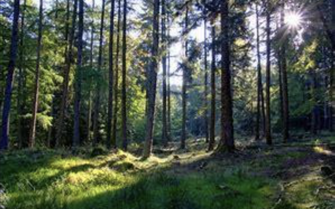 Kleines Waldgrundstück in Vechta